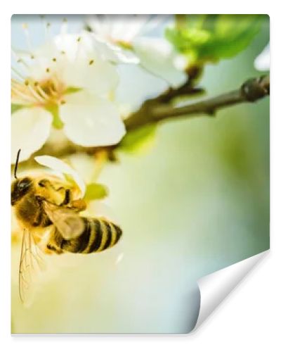Close-up photo of a Honey Bee gathering nectar and spreading pollen on white flowers of white cherry tree. Important for environment ecology sustainability. Copy space