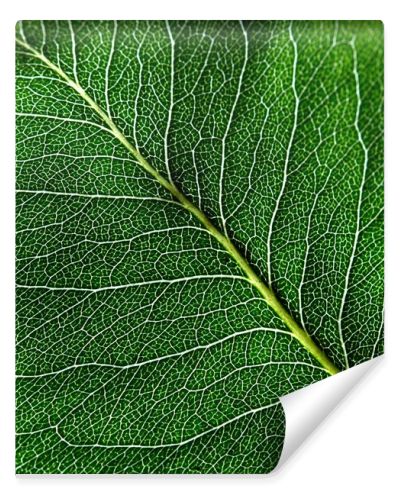 Macro photo of dark green leaf. Natural pattern of leaf vein as a background for your ideas. Top view