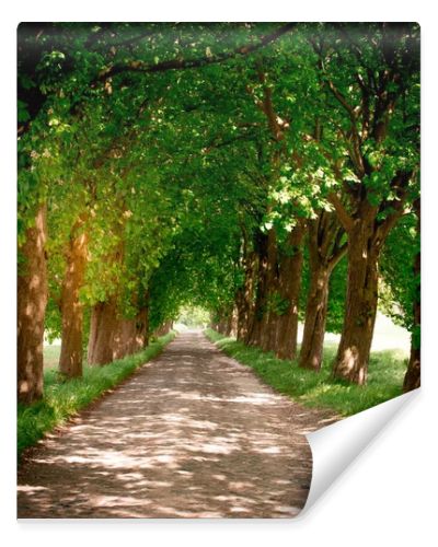 One of the famous tree alley at the Baltic Sea coast area in Mecklenburg-Vorpommern in the north-east of Germany, captured in warm sunlight