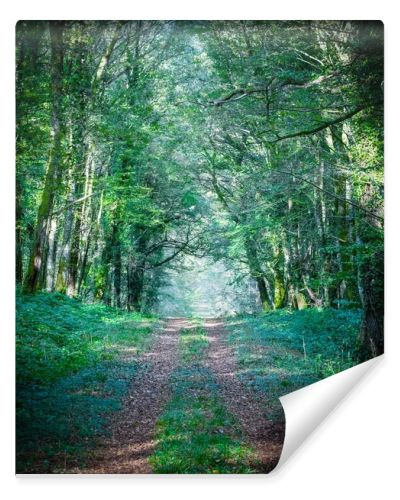 Path leading into the forest