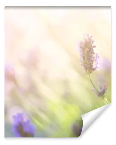 Summer floral landscape  beautiful summer lavender flower against evening sunny sky  nature landscape background.