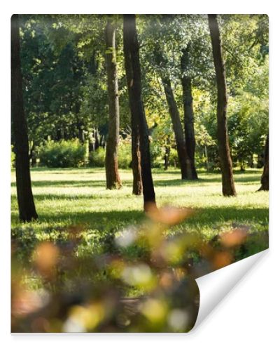 selective focus of trees with green leaves in peaceful park