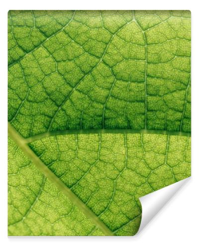 macro texture of natural green leaf 