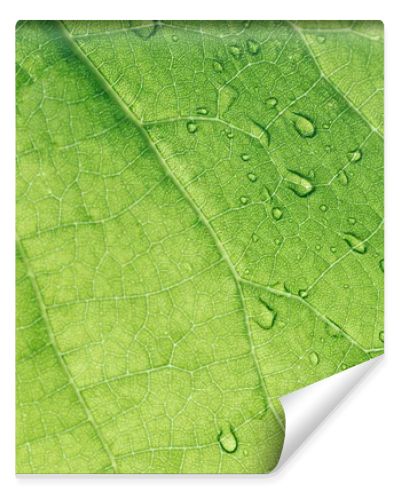 macro texture of green leaf with water drops 