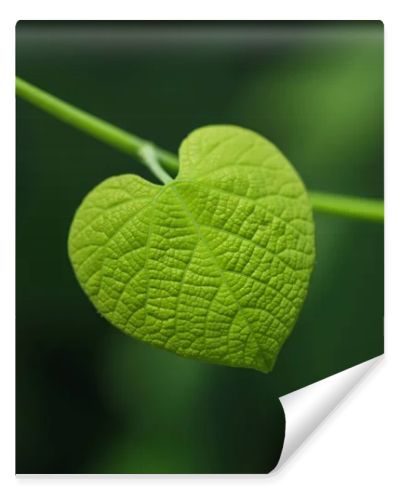 Heart shaped leaf on blurred green background