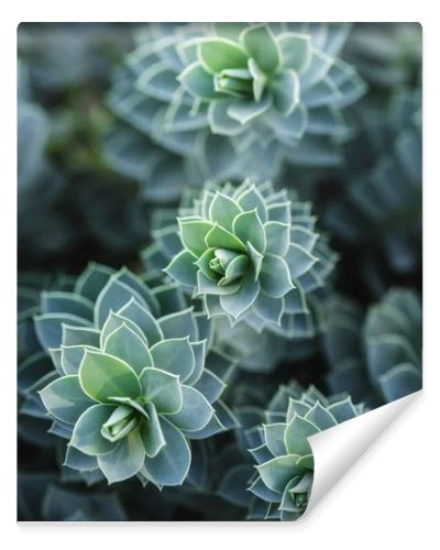 selective focus of beautiful succulents in park