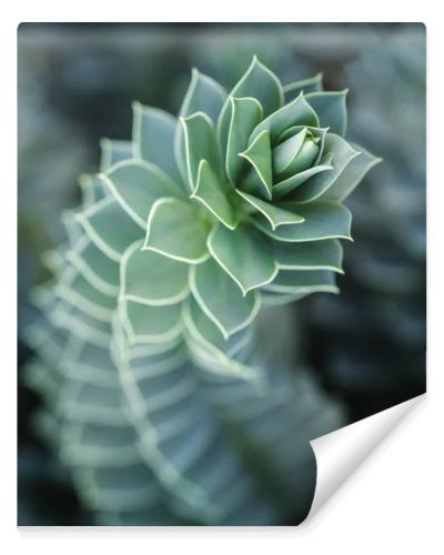 close up of beautiful succulent with blurred background