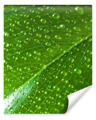 close up view of green leaf with water drops 