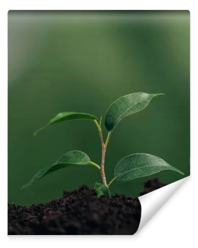 close up of young green plant in ground on blurred background, earth day concept