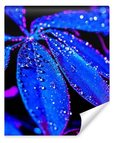 toned image of blue schefflera leaf with drops, on black