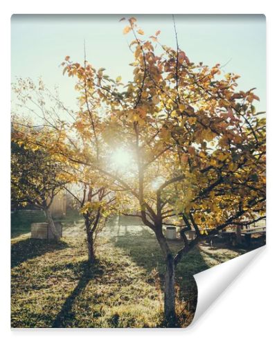 sun shining through autumnal golden tree in garden in Vorokhta, Carpathians, Ukraine