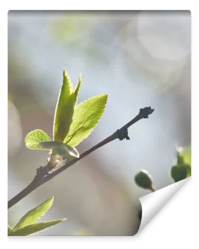 selective focus of tree branches with green leaves in sunshine on blurred background