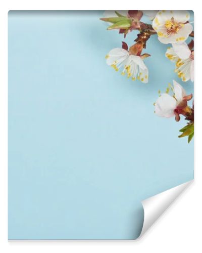 close up of tree branch with blossoming white flowers on blue background