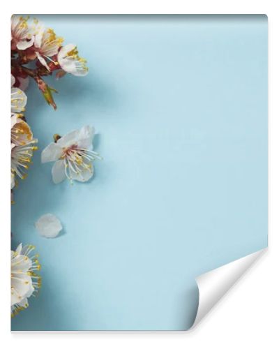 top view of tree branch with blossoming spring flowers on blue background