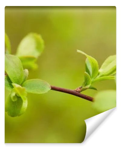 panoramic shot of green leaves on tree branch in springtime