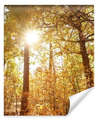 sun, trees with yellow and green leaves in autumnal park at day 