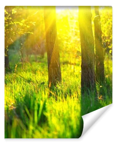 Spring nature scene. Beautiful landscape. Park with green grass 