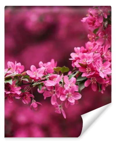 close-up view of beautiful bright pink almond flowers on branch 