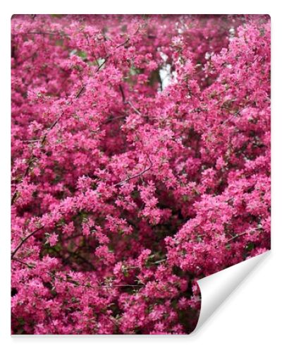 beautiful bright pink almond flowers on branches