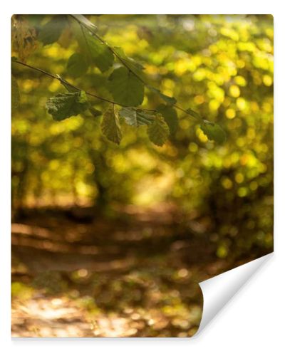 selective focus of scenic autumnal forest with golden foliage and path in sunlight