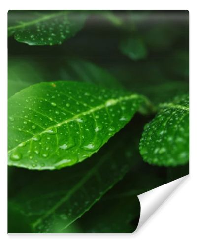 selective focus of green leaves with water drops after rain