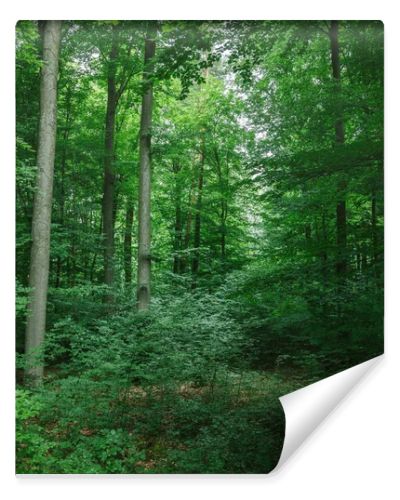 beautiful trees with green leaves in forest in Wurzburg, Germany