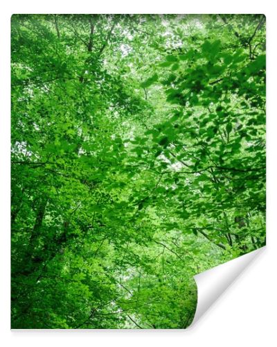 low angle view of green trees with leaves in forest in Wurzburg, Germany