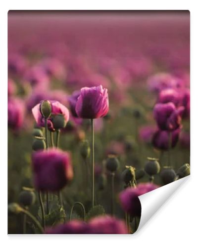 Field of lilac Poppy Flowers on sunset in early Summer