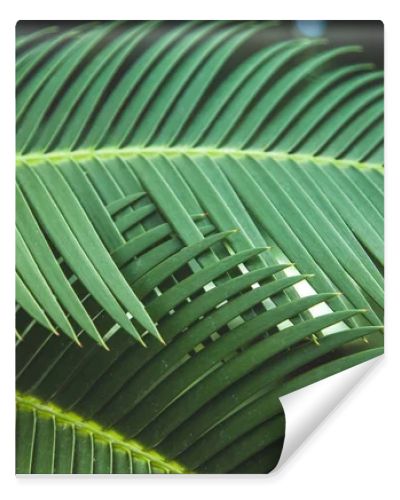 close up view of beautiful green palm leaves
