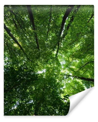 bottom view of trees with green and fresh leaves in summertime 