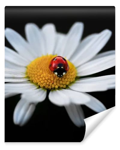 Ladybug on a camomile flower .