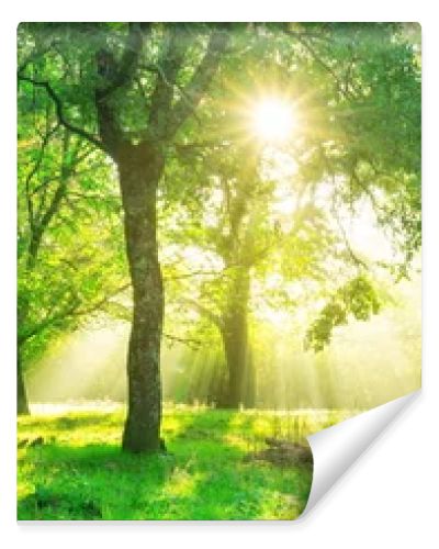 Green forest background with morning sunrise in spring season. Nature landscape.