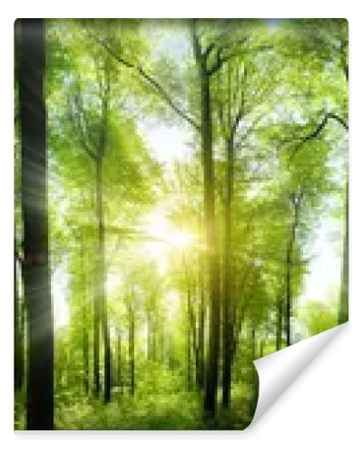 Extra wide panorama of an amazing scenic forest with fresh green beech trees and the sun casting its rays of light through the foliage