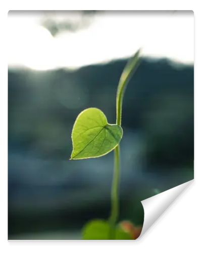 Green heart leaf in nature background