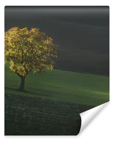 Beautiful sunset light on a lonely tree in Tuscany. Autumn countryside landscape near Pienza. Italy