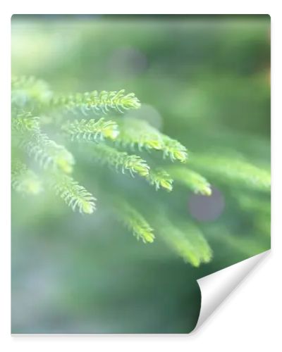 Christmas and New years eve Background ,Close-up of Christmas tree background