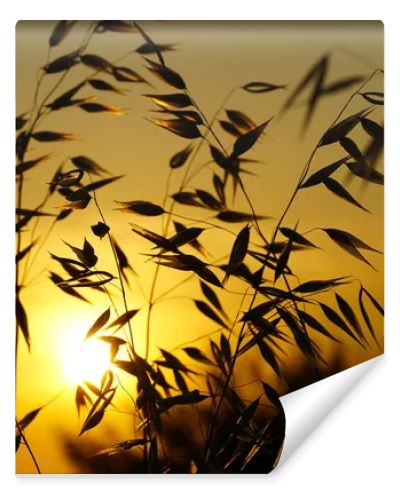 Grass weed plant silhouette of branches in front of sun rays