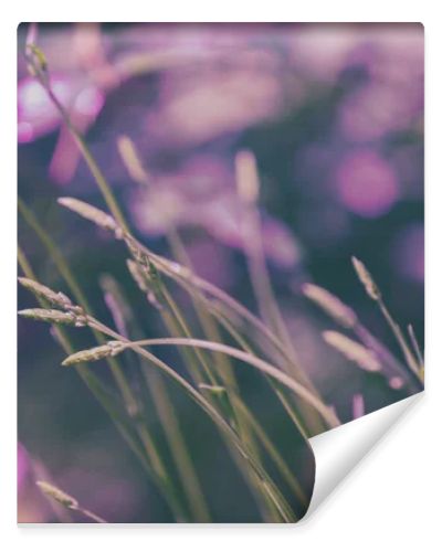 Young shoots of lavender. Flowering Lavender field in summer