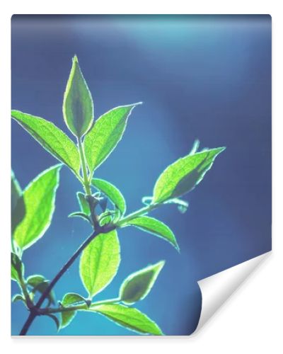 Branches of Willow tree with young leaves in early spring. Spring leaves of tree forest or garden, foliage bokeh. Blue green vintage color. Nature background