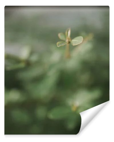 soft focus  little leaf tropical green plant background 