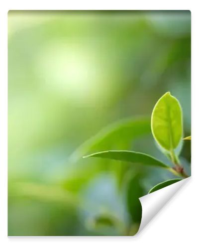 Closeup beautiful view of nature green leaf on greenery blurred background with sunlight and copy space. It is use for natural ecology summer background and fresh wallpaper concept.