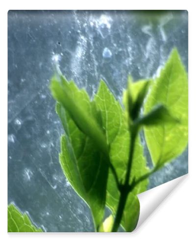 green leaves on a dark background