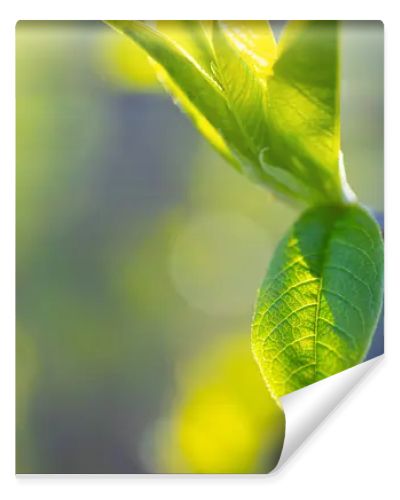 Spring bud of yew tree with white flowers, close-up. Spring month.