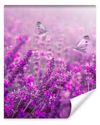 Lavender flower field, Blooming Violet fragrant lavender flowers.