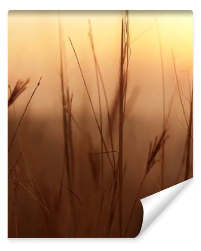 Early morning