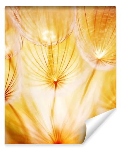 Soft dandelion flower