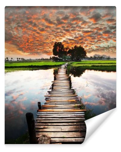 Tropical river