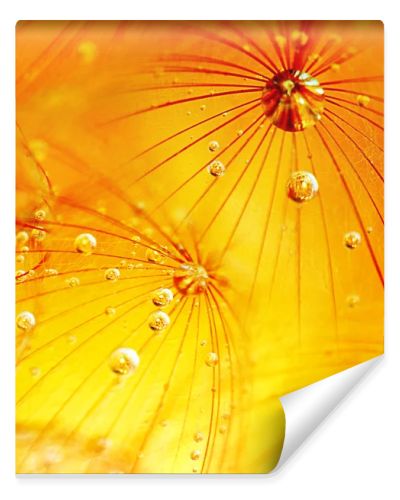 Abstract dandelion flower background