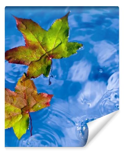 Fall leaves on the rain in a puddle