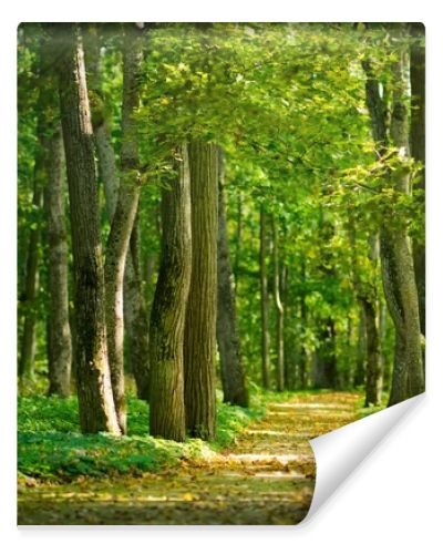 Alley in the forest